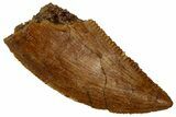 Serrated, Raptor Tooth - Real Dinosaur Tooth #296722-1